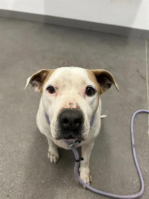 An adult large-sized female Pit Bull Terrier dog named Skye for adoption in Mesa, AZ