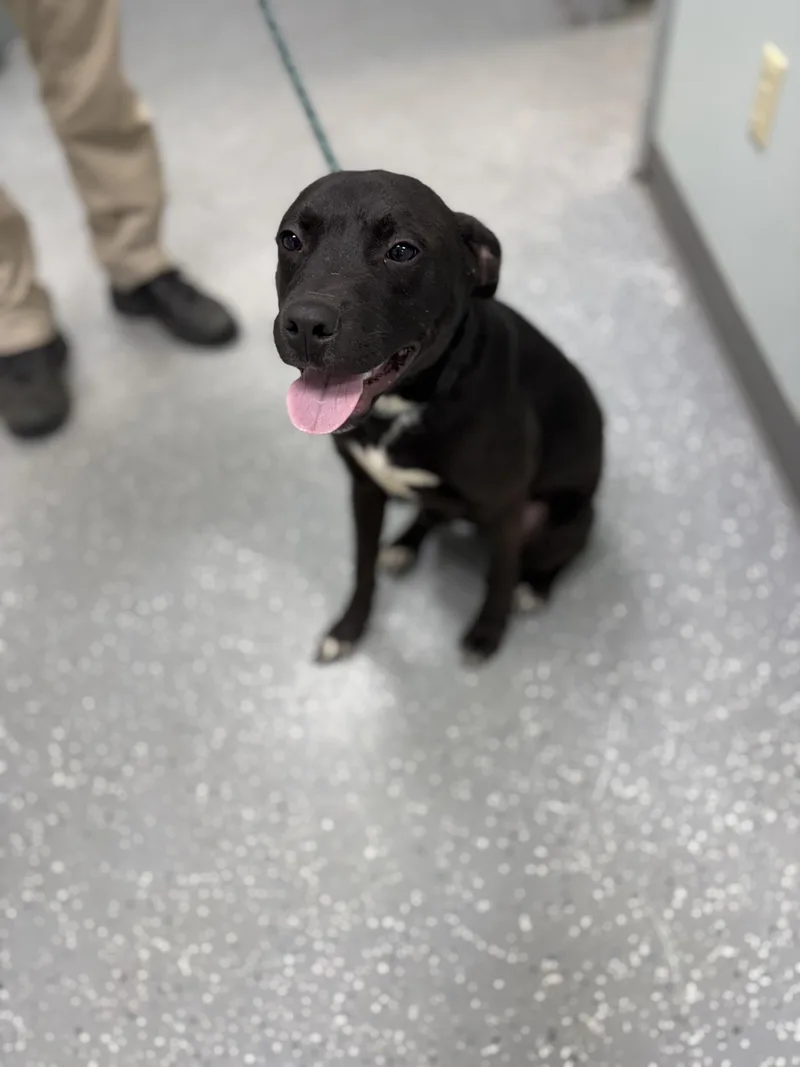 A baby medium-sized male Black Labrador Retriever dog named Charlie for adoption in Bardstown, KY