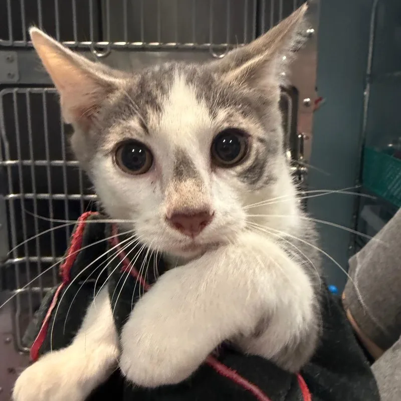 A baby small-sized male White Domestic Short Hair cat named Pinto Bean for adoption in Chattanooga, TN