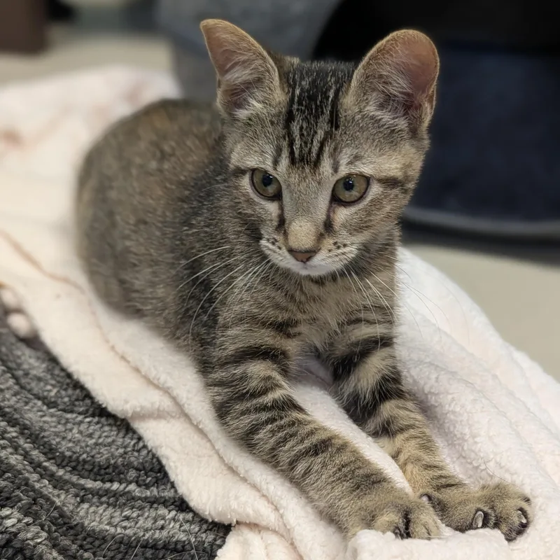 A baby medium-sized female Torbie Domestic Short Hair cat named Eclair for adoption in Jefferson, WI