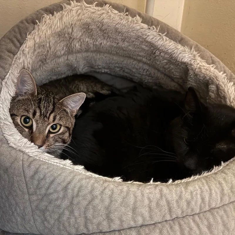 An adult medium-sized male Brown / Chocolate Domestic Short Hair cat named Rooney for adoption in Salisbury, MA