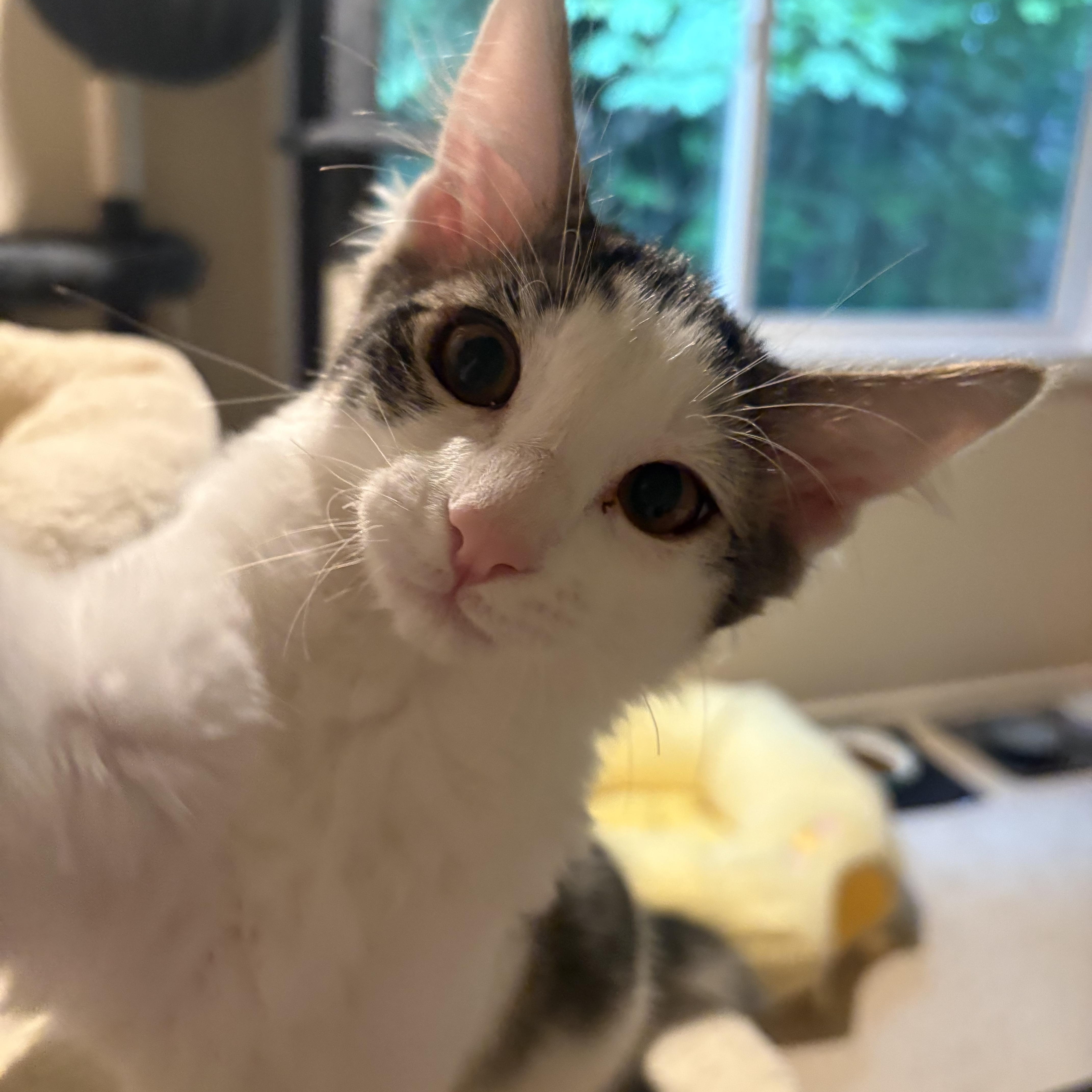 A baby large-sized male Tabby (Brown / Chocolate) Domestic Medium Hair cat named Jellybean for adoption in Woodinville, WA