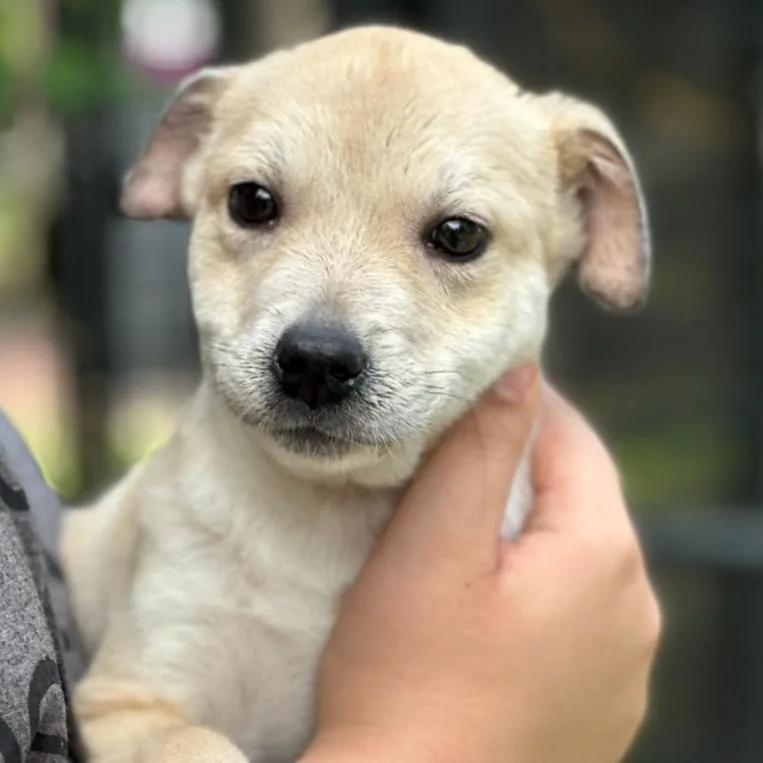 A baby small-sized female Black Mixed Breed dog named Scarlet for adoption in Hagerstown, MD