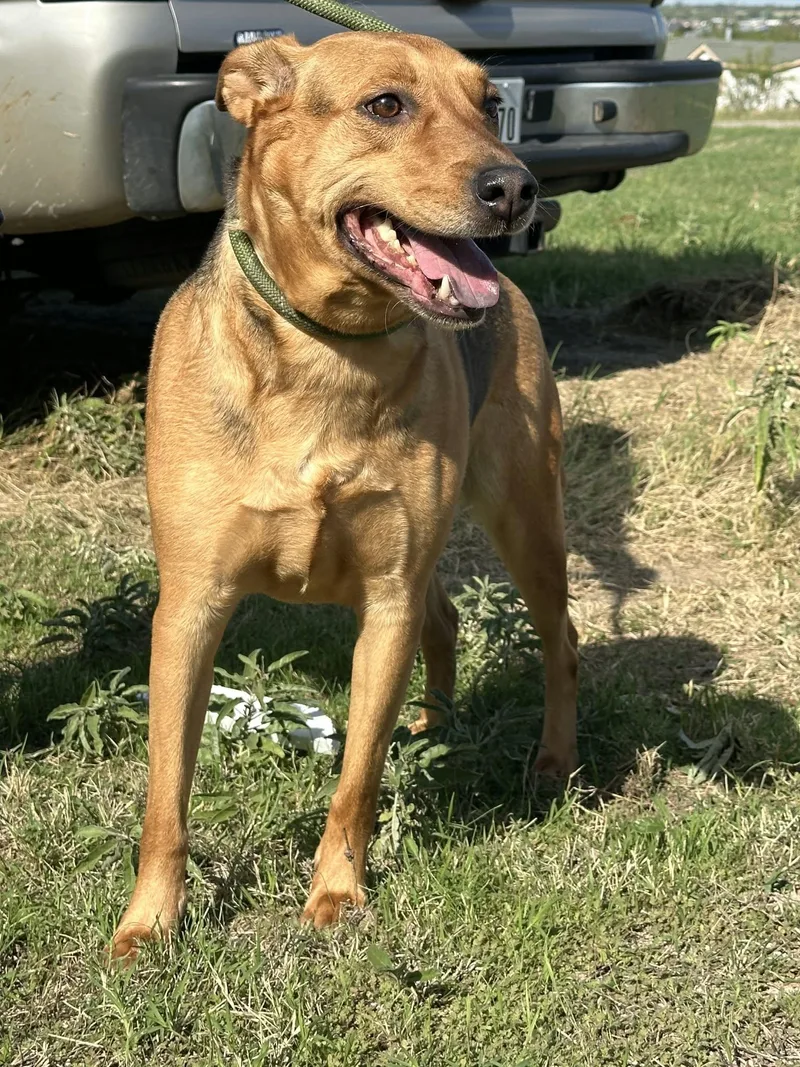 An adult medium-sized female Black Shepherd dog named Becky for adoption in Joshua, TX