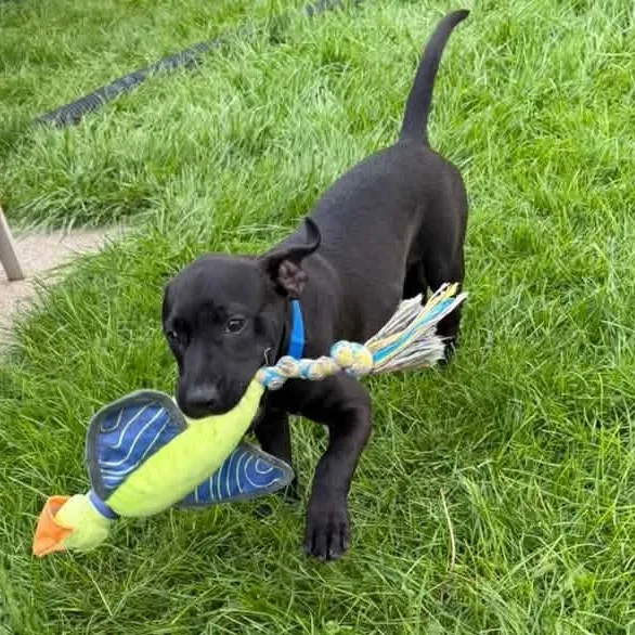 A young medium-sized male Mixed Breed dog named Toothless for adoption in Racine, WI