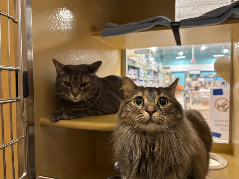 Oscar & Bella thumbnail 3