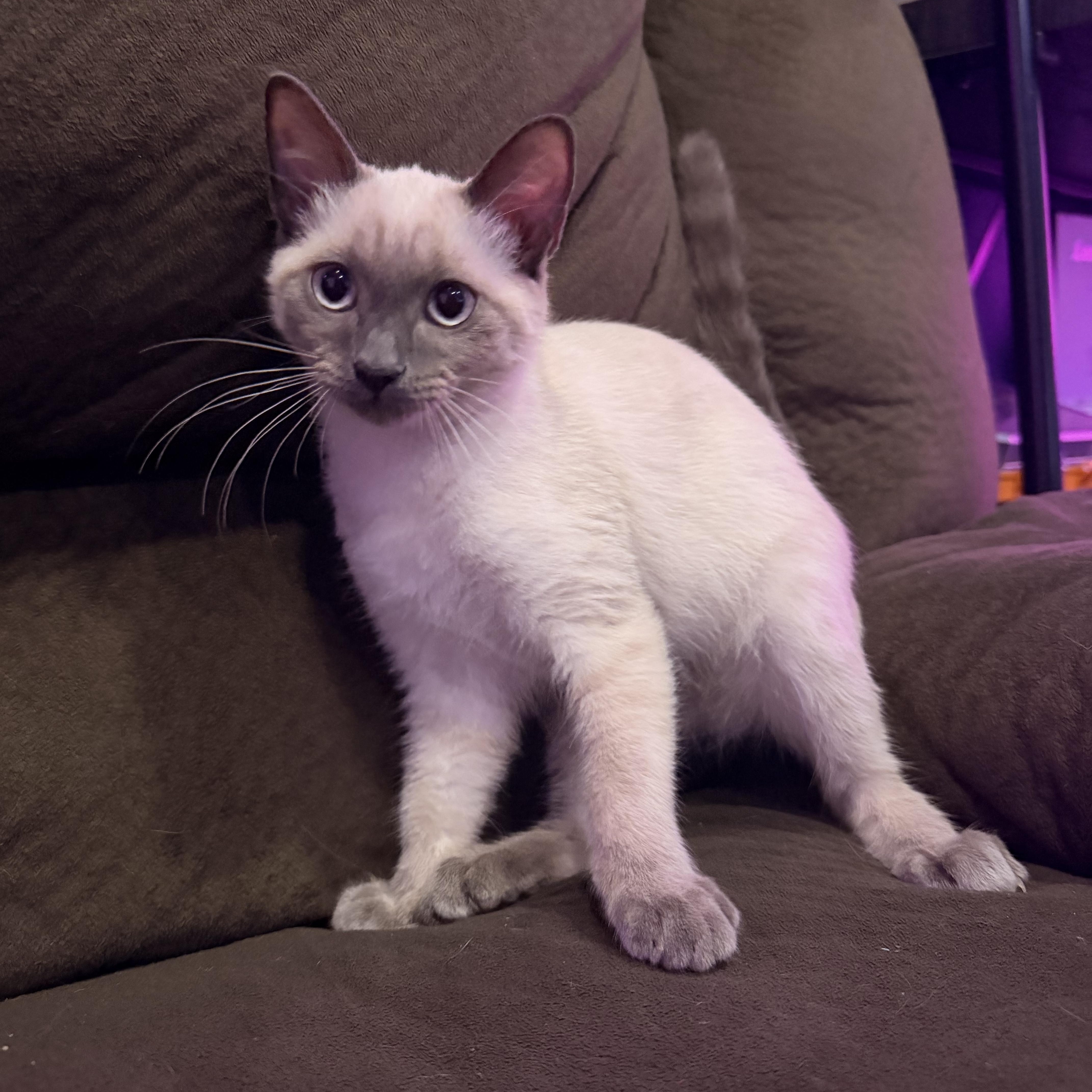 A baby medium-sized female Blue Point Siamese cat named Tasha for adoption in Norco, CA