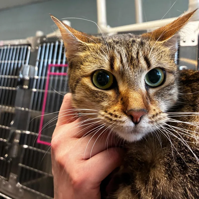 An adult medium-sized female Brown / Chocolate Domestic Short Hair cat named Majestic for adoption in Fredericksburg, VA