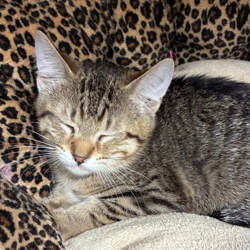 A young small-sized female Domestic Short Hair cat named Ellie for adoption in Yankton, SD