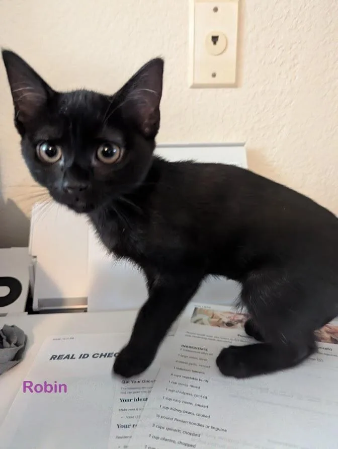 A baby medium-sized female Domestic Short Hair cat named Robin for adoption in Redondo Beach, CA