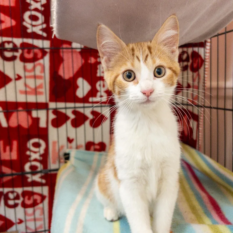 A baby medium-sized male Orange & White Domestic Short Hair cat named Aster for adoption in Overland Park, KS