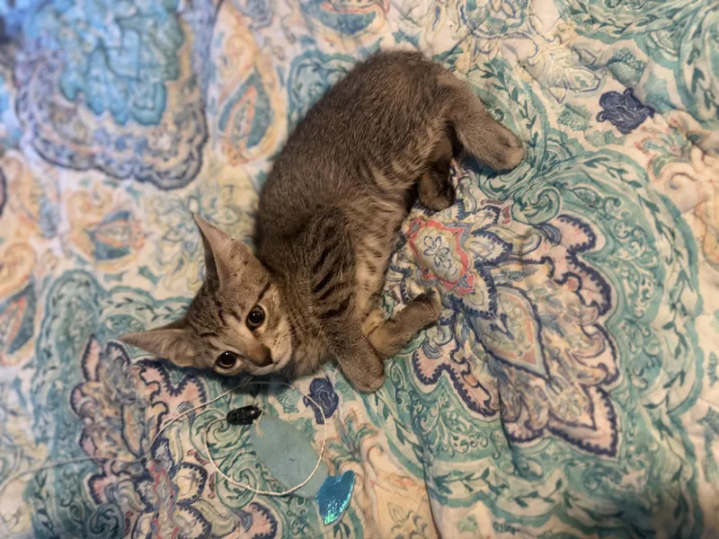A baby small-sized male Tabby (Brown / Chocolate) Domestic Short Hair cat named Sandy Bigelow for adoption in Liverpool, TX