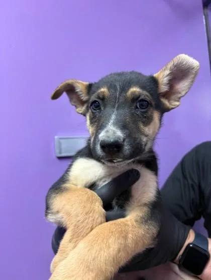 A baby small-sized male Black Shepherd dog named 60816811 for adoption in El Paso, TX