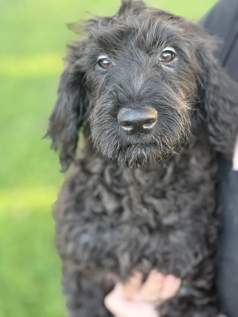 A baby large-sized male Labradoodle dog named Leland for adoption in Yuba City, CA