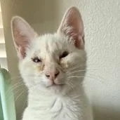 A baby small-sized female Flame Point Siamese cat named Snowdrop for adoption in Los Angeles, CA
