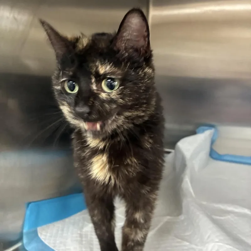 A young medium-sized female Tortoiseshell Domestic Short Hair cat named Casey for adoption in Hattiesburg, MS