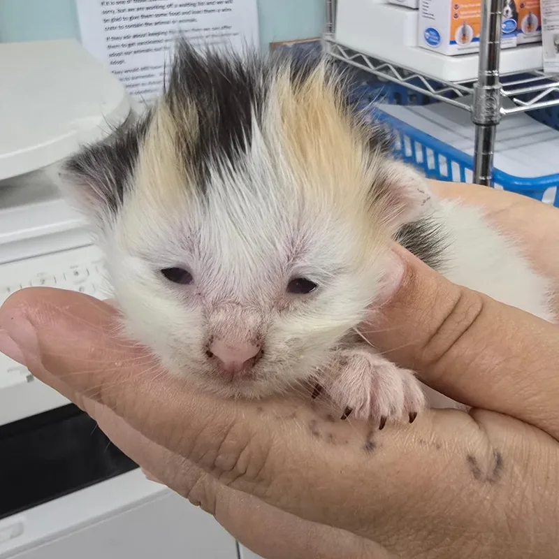 A baby small-sized female Domestic Medium Hair cat named Sassy for adoption in Marble, NC