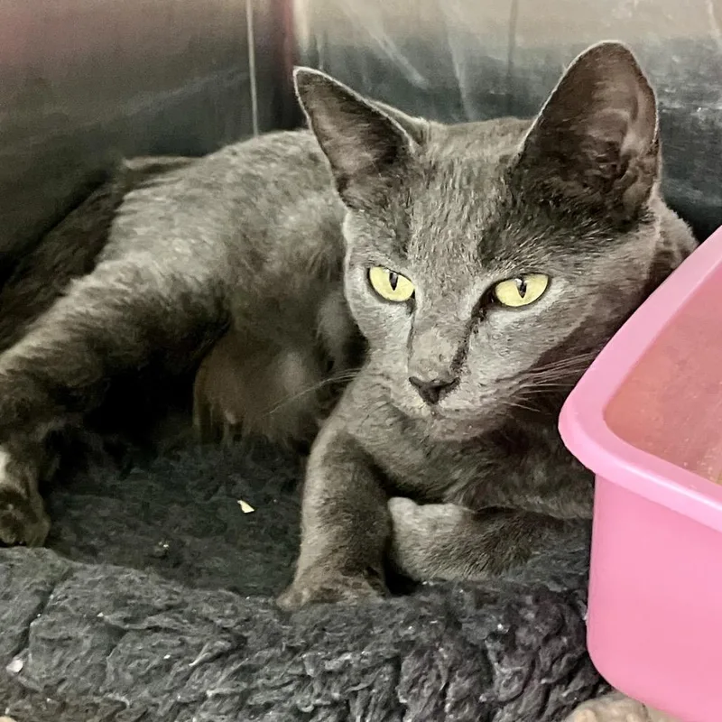 An adult medium-sized female Gray / Blue / Silver Domestic Short Hair cat named Simone for adoption in Port Charlotte, FL