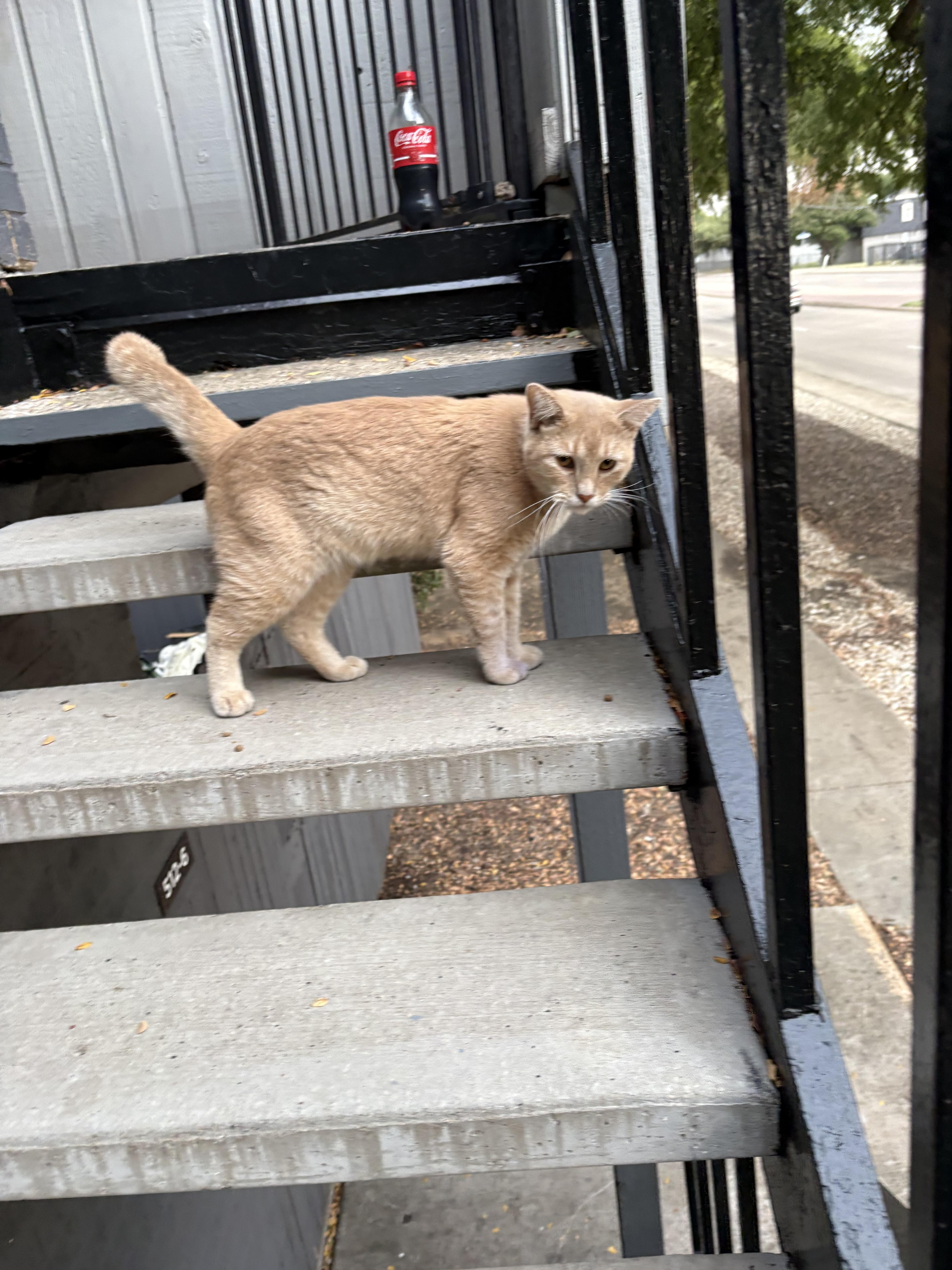 A young medium-sized male Tabby (Orange / Red) Tabby cat named Jax for adoption in Parker, TX