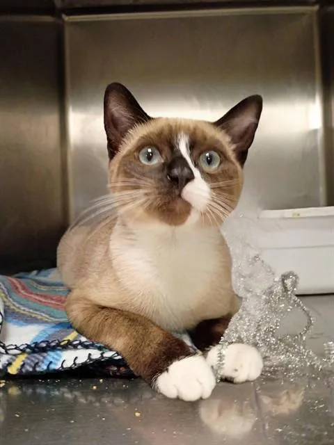 A baby small-sized male Siamese cat named Slurpee for adoption in West Valley City, UT