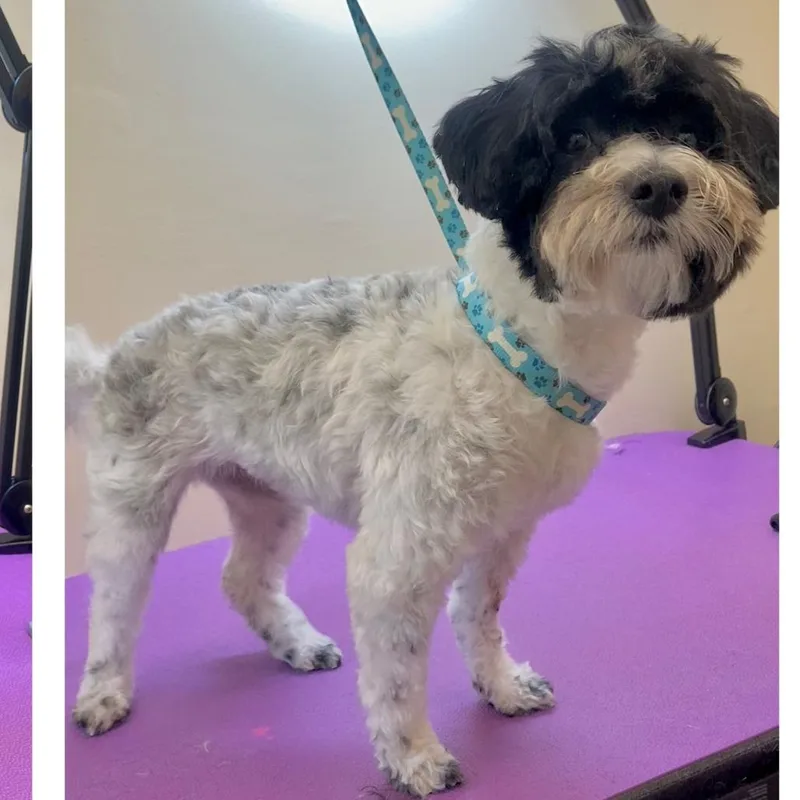 An adult small-sized female White / Cream Havanese dog named Lily for adoption in Pleasanton, CA