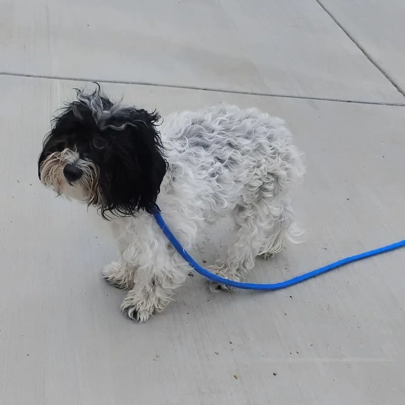 Lily thumbnail 3