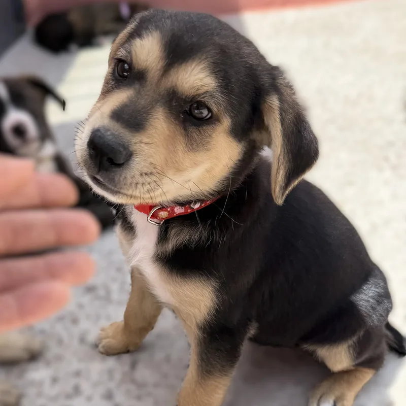 Pepper thumbnail 5