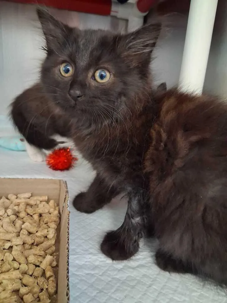 A young small-sized female Black Domestic Short Hair cat named Torch for adoption in Cincinnati, OH