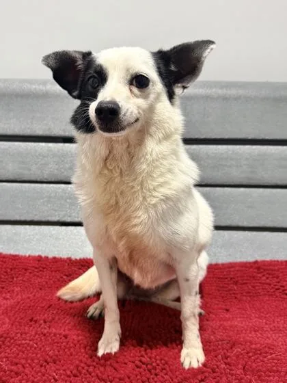 A senior medium-sized female Mixed Breed dog named Dolly for adoption in West Chester, PA
