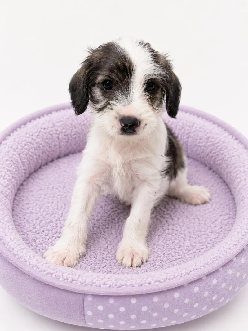 A baby small-sized female Miniature Poodle dog named Solenne for adoption in Corona, CA