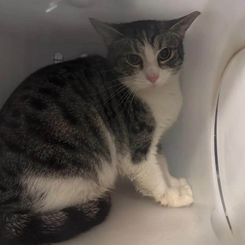 An adult medium-sized female Brown / Chocolate Domestic Short Hair cat named Momma Desi for adoption in Columbiana, AL