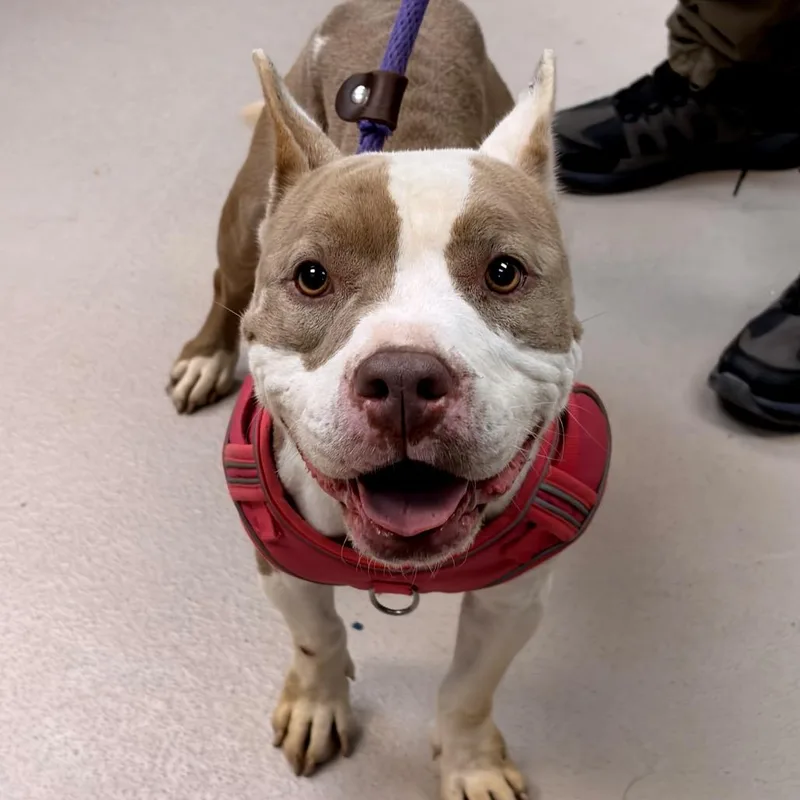 An adult medium-sized female Pit Bull Terrier dog named Maci for adoption in Newark, NJ