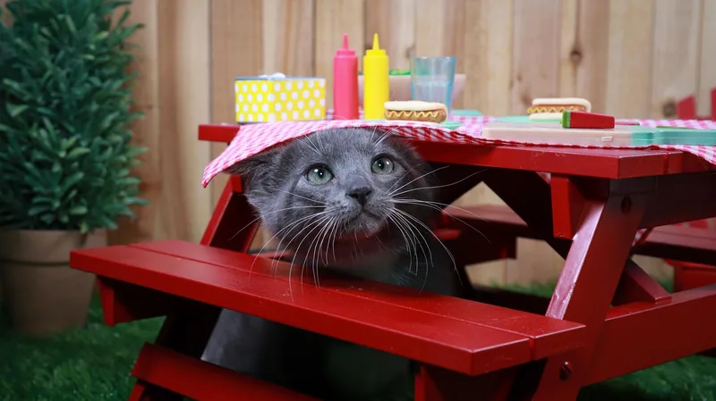 A baby medium-sized female Gray & White Domestic Short Hair cat named Hematite for adoption in Parker, TX