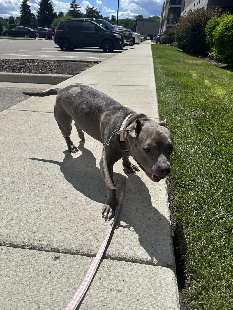 A young medium-sized female Gray / Blue / Silver American Bully dog named Reyna for adoption in Livonia, MI