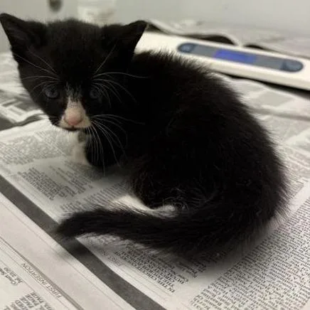 A baby small-sized female Black Domestic Short Hair cat named Queen Charlotte for adoption in Jacksonville, FL