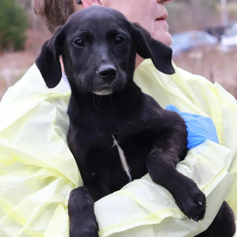 A baby medium-sized female Black Labrador Retriever dog named Ct Vienna for adoption in Stormville, NY