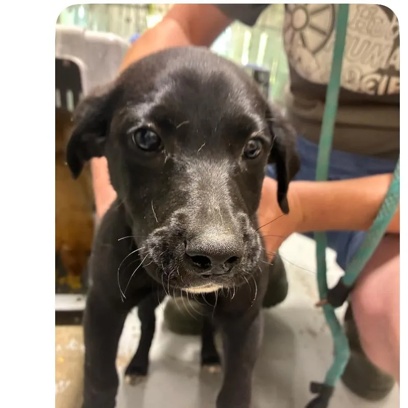 Ct Vienna thumbnail 2