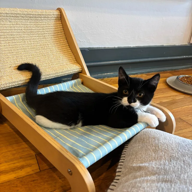 A young medium-sized male Domestic Short Hair cat named Leo for adoption in Stokesdale, NC