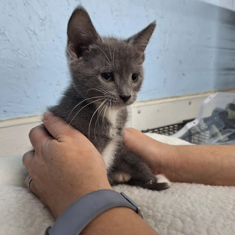 A baby medium-sized male Domestic Short Hair cat named George for adoption in Clarinda, IA