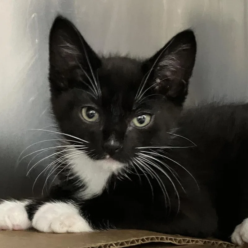 A baby small-sized male Black Domestic Short Hair cat named Blep for adoption in Idaho Falls, ID