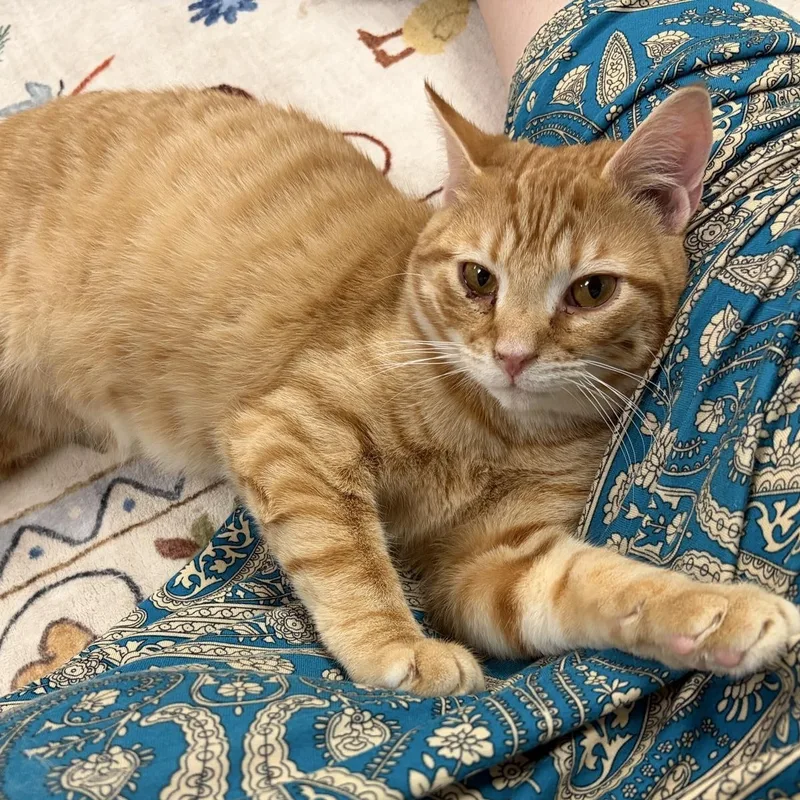 A young medium-sized male Tabby (Orange / Red) Tabby cat named Hunter for adoption in Greensburg, PA