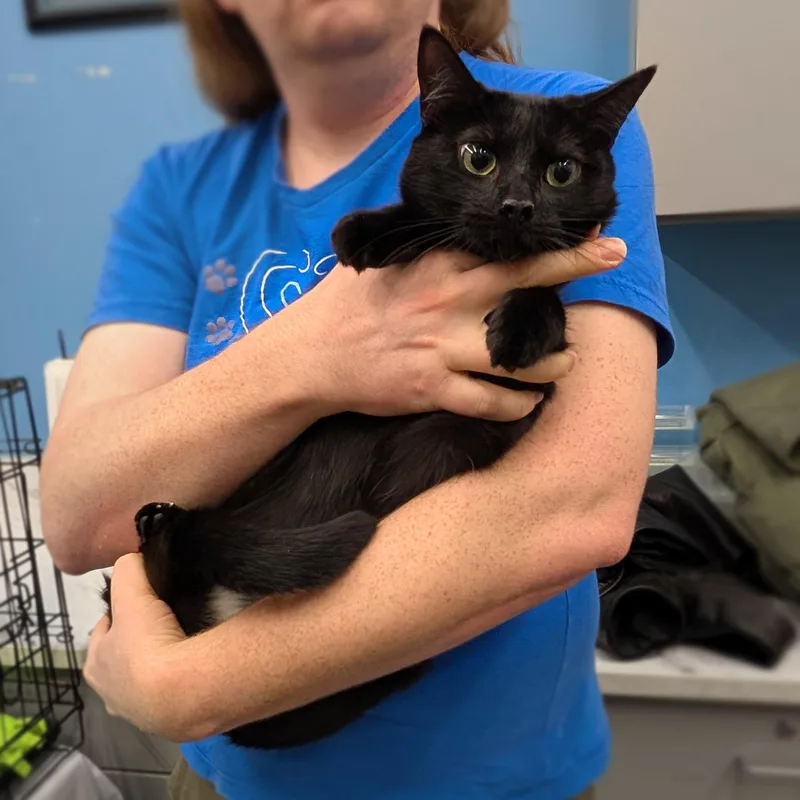 Gingerbread thumbnail 2