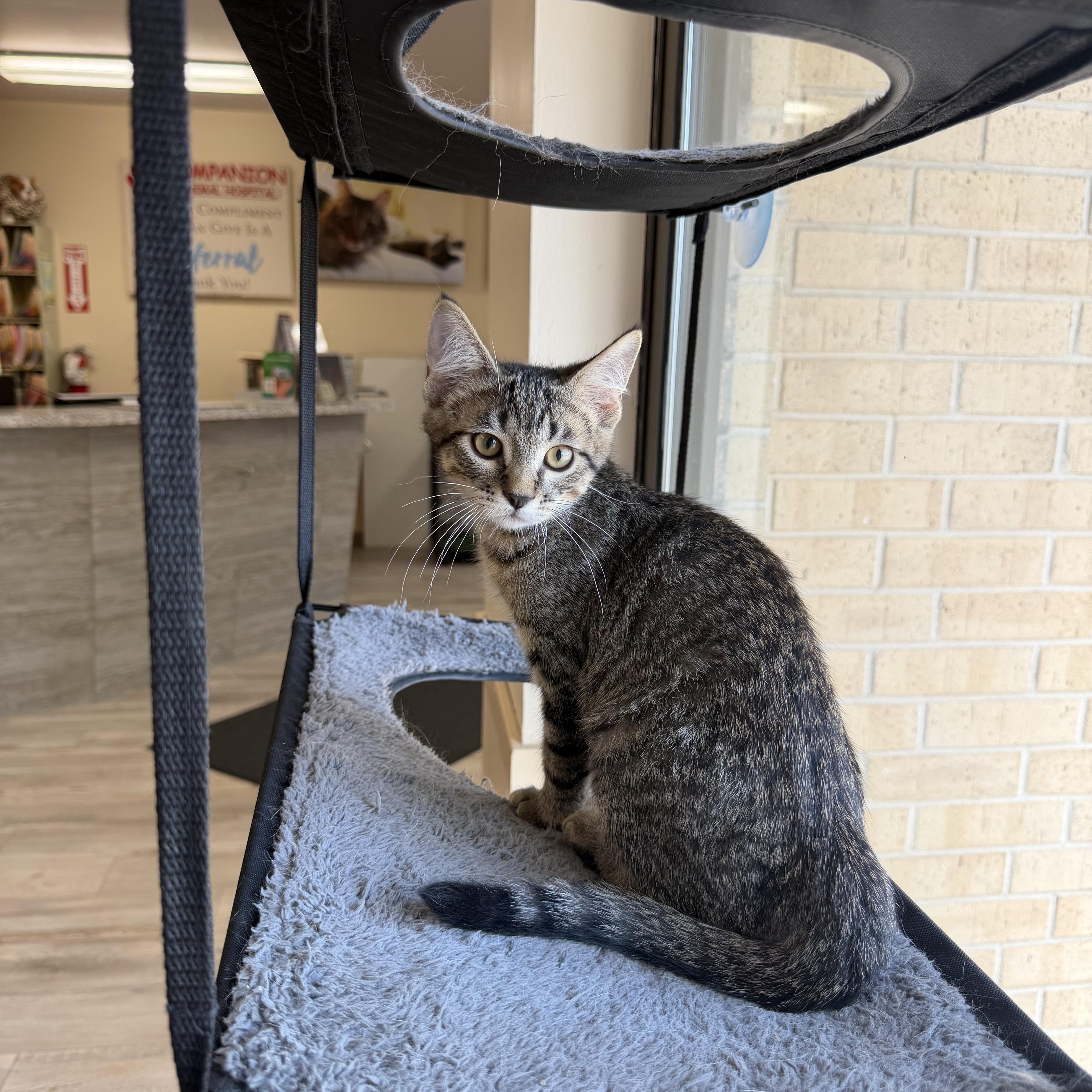 A baby medium-sized male Tabby (Buff / Tan / Fawn) Domestic Short Hair cat named Bebo for adoption in Madison, WI