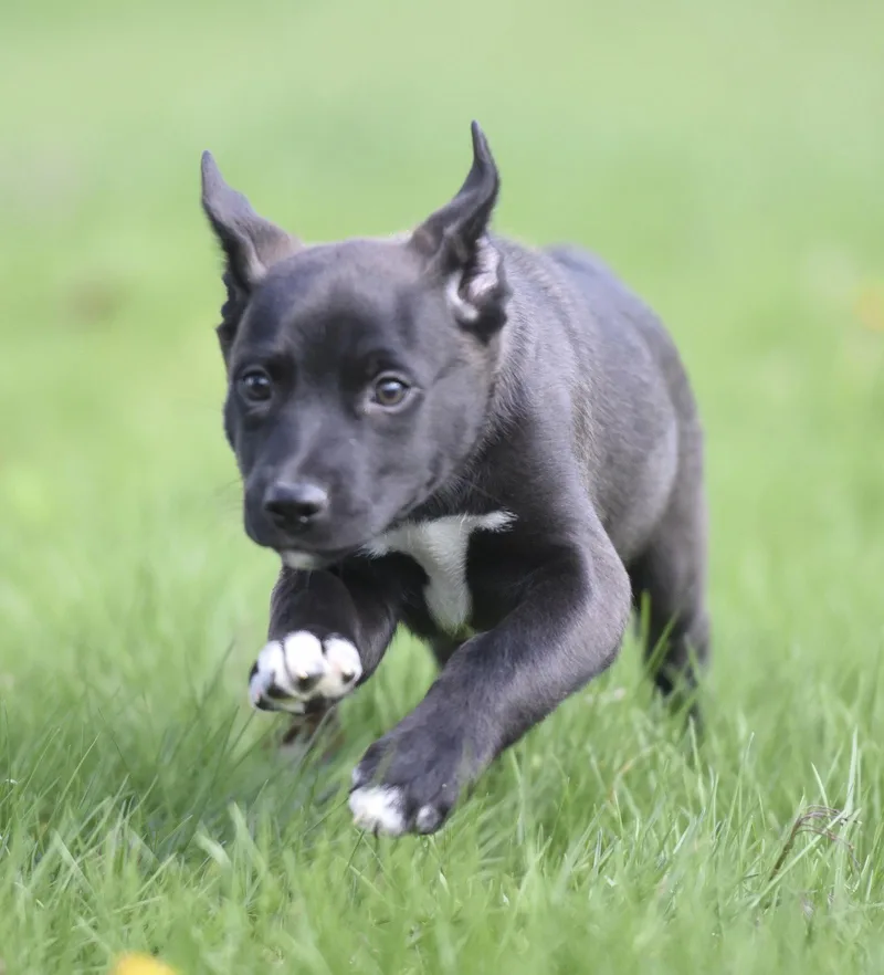 A baby small-sized female Australian Shepherd dog named Chanel for adoption in Mechanicsburg, PA