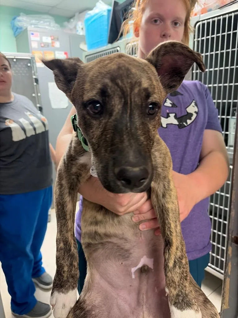 A baby medium-sized male Pit Bull Terrier dog named Carl for adoption in Morgantown, KY