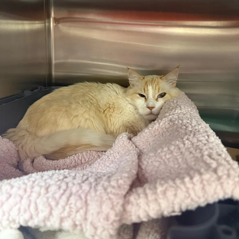 A senior extra large-sized male Orange / Red Domestic Long Hair cat named Rufus for adoption in Albuquerque, NM