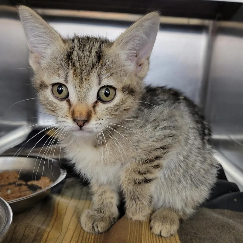 A baby small-sized female Black Domestic Short Hair cat named Soup for adoption in Amarillo, TX