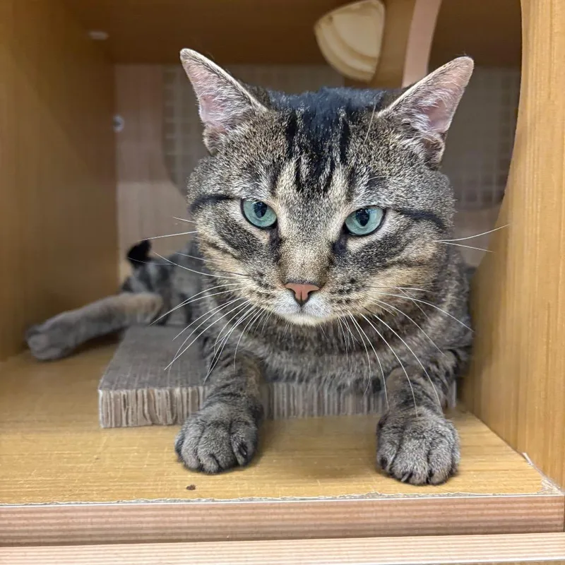An adult medium-sized male Brown / Chocolate Domestic Short Hair cat named Big Poppa for adoption in Middle Village, NY