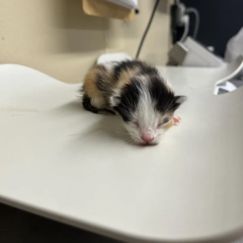 A baby small-sized female Calico Domestic Short Hair cat named Ariana for adoption in Pauls Valley, OK