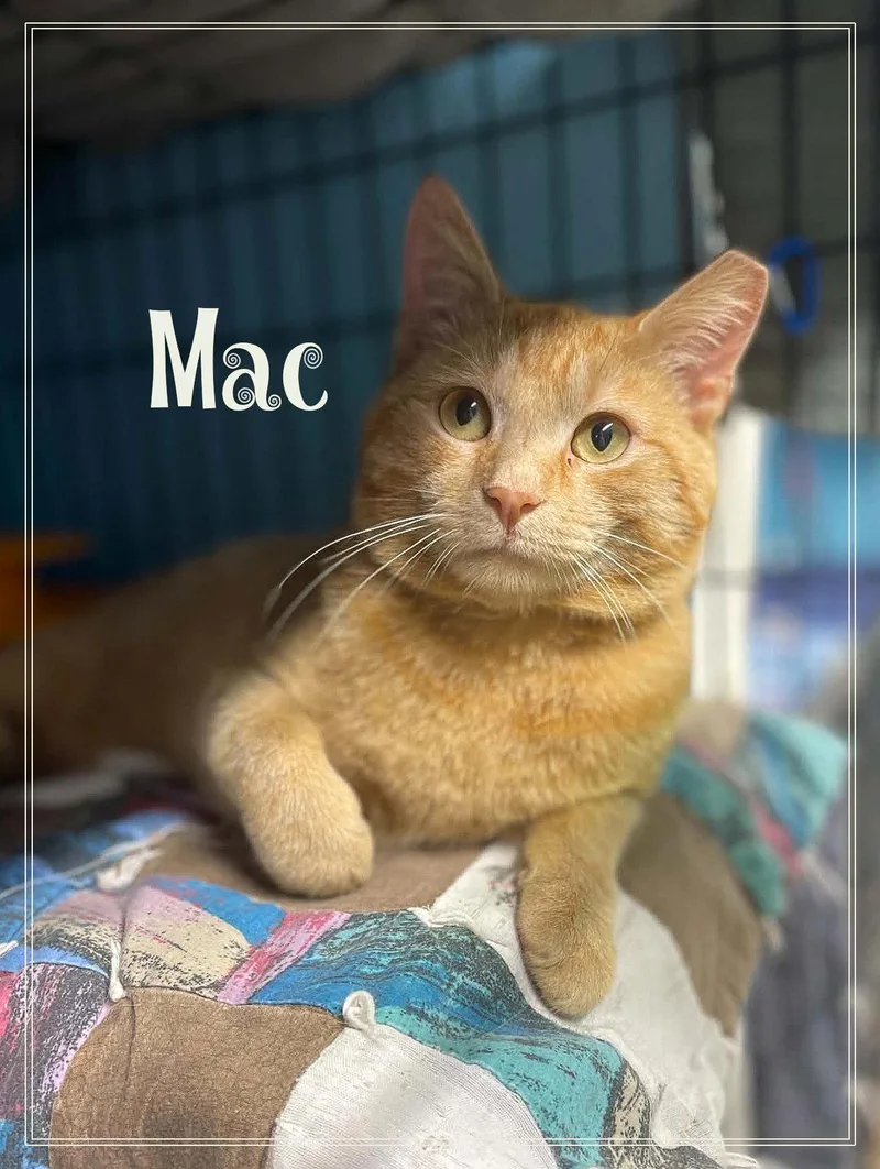 An adult medium-sized male Orange / Red Domestic Short Hair cat named Mac for adoption in Flint Hill, VA